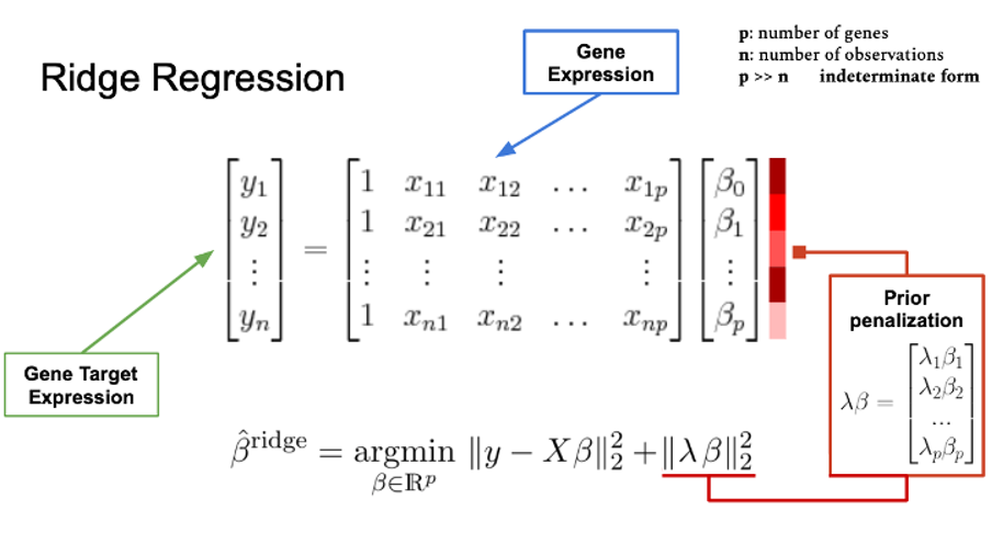 Graphical explanation of the Gene Specific Ridge Regression